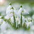 Snowdrop Light