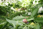Insects _ AN 012