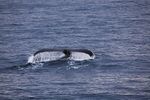 Whale 7