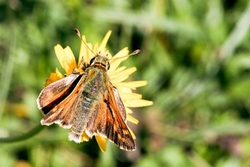 Silver Spotted Skipper