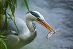 The Hungry Heron!