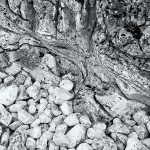 ROCK STUDY, LITTLE COVE - BRUCE COUNTY