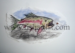 Taupo Heave & Leave Trout Watercolour.