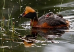 Slavonian Grebe portfolio