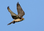 Lanner Falcon