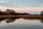 Murmuration reflection