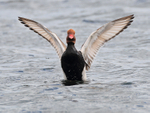 Red-crested Pochard (male) flapping its wings at Farmoor