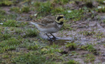 Shorelark.