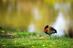 sleeping-with-one-eye-open-white-faced-duck