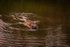 Eurasian beaver - Castor fiber