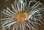 Pachycerianthus multiplicatus
