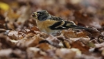Male Brambling.