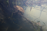 Common Toads spawning_ct_014