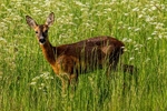 Roe Deer ( F3 & 4 )