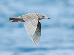 Glaucous Gull (second-winter) flying at Grundarfjörður, Iceland