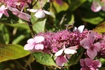 A Bee