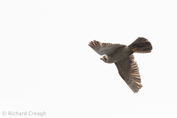 Peregrine on White