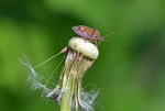 Hairy Shieldbug