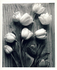 Black & white tulips