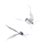 Arctic Terns