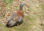 Ashy-headed Goose 1