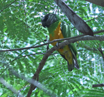 Senegal Parrot