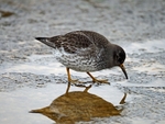 Purple Sandpiper
