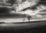 Two Trees, Farnley