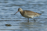 Bar-tailed Godwit portfolio