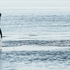 Bottlenose Dolphins