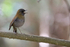 Black-billed Nightingale-Thrush singing, Costa Rica