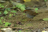 Ruddy-capped Nightingale-Thrush, Costa Rica
