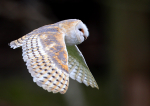 Barn Owl