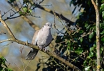 Collared Dove