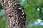 Middle Spotted Woodpeckers