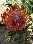 Protea- Sth Africa