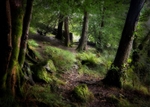 Woodland Walk - Rydal Lake - Cumbria