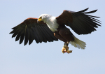 African Fish Eagle
