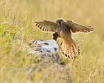Kestrel about to land on a rock with some prey at Durlston