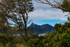 Mt Warning from old Tyalgum tip site park 4