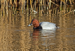 Common Pochard
