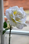 MAM_0247