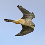 Kestrel (male) about to go into a dive at Otmoor