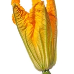 Courgette flower (Cucurbita pepo) MYN