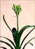 Clivia miniata Green 1