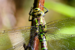 Female Southern hawker