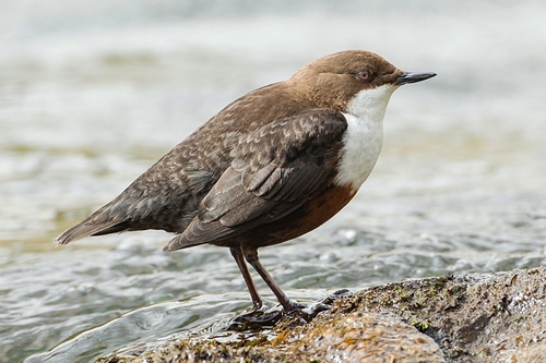 Dipper