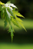Flowers_ FL017