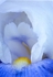 iris 1021