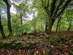 Wilsons Woods